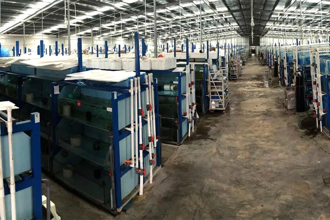altariffs27 - A facility belonging to ornamental fish exporter Sunbeam Aquarium at Chencharu Link in Singapore. Credit: Sunbeam Aquarium